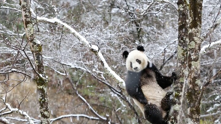 大熊猫的春夏秋冬更喜欢哪个季节