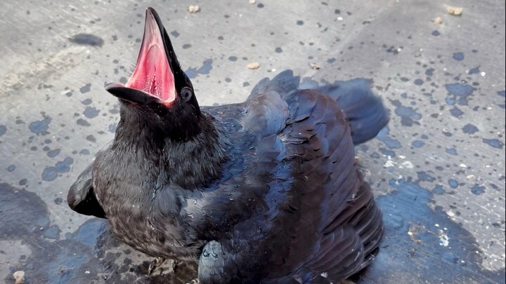 This raven is like a dog. When water is poured on it, it starts wagging its tail excitedly!
