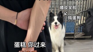 The "Lies" Dog Owners Have Told