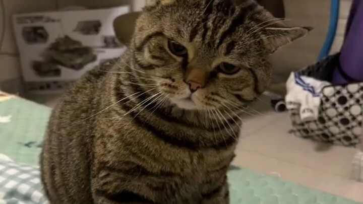 Kucing pembangkang dan tuannya saling adu jotos, tinggal sedikit miring leher sudah langsung serang!