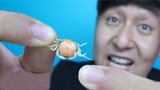 试吃世界最小螃蟹，240元买了923只，一口就是20只