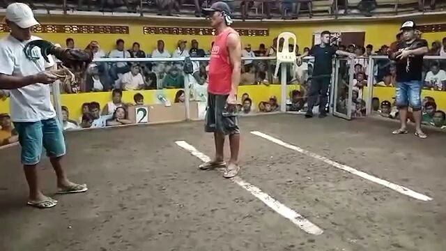 winninglinegf🔥🔥🐓iba ang maganda ang alaga😁@sariaya