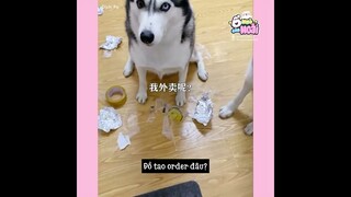 [Tổng hợp] Khi nhà nuôi 2 em Husky | Ổ nhỏ của Hoài