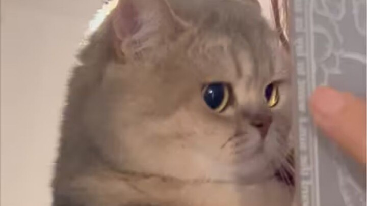 "What bad thoughts can a kitten have?"