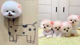 Funny and Cute Dog Pomeranian 😍🐶| Funny Puppy Videos #189