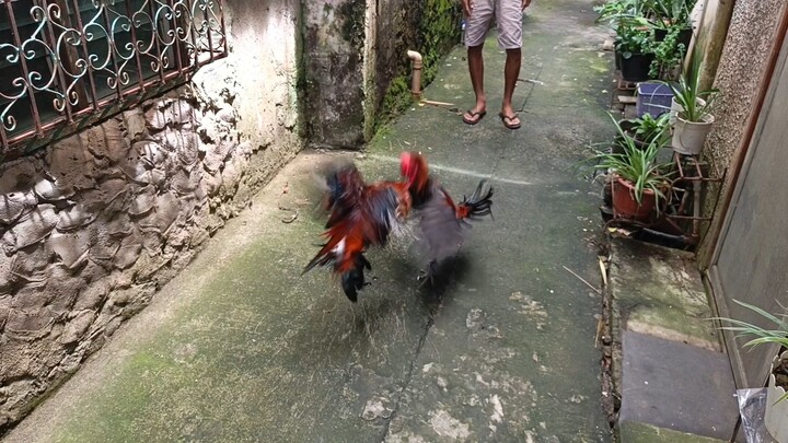 JJPE BLACK STAG VS JJPE 5K SWEATER BC