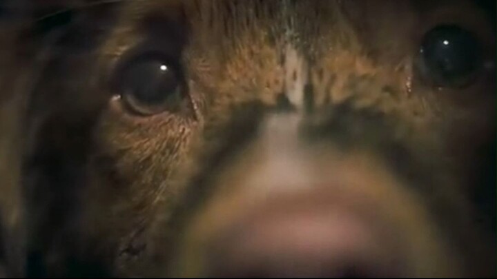 O Cachorro Viu o Que Ninguém Deveria Ver… e Descobriu um Segredo Assustador 😱🐕