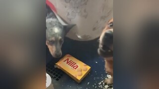 Sen ơi nó lén lấy bánh của m ăn nè (hổng cho t ăn t méc :) )nó lanodos chó pet thucung dog funny xuhuong