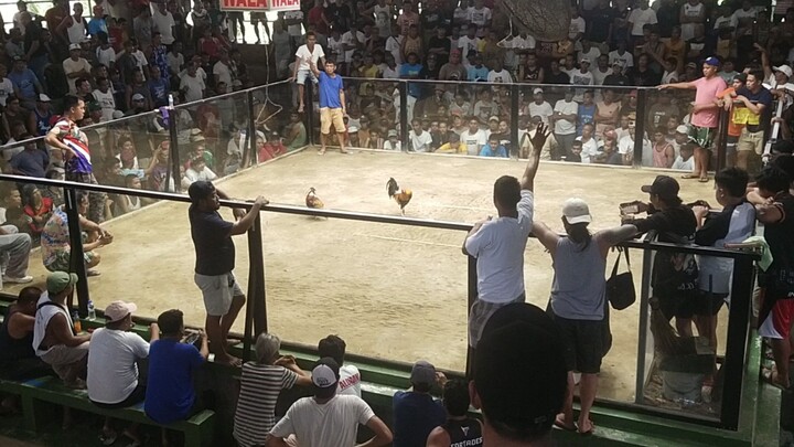 Year end sabong win gawing meron