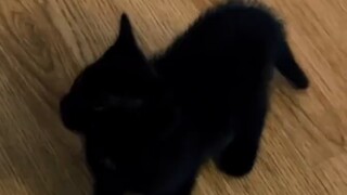 كانت القطة السوداء الصغيرة سعيدة جدًا بتناول الطعام الرطب لأول مرة لدرجة أنها مواءت