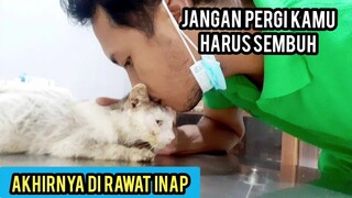 Kucing Kurus Ini Sedang Sakit Minta Di Rawat  Membuatku Menangis Di Kelinik Hewan..!