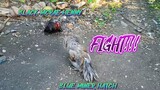 BLACK MCRAE HENNY VS BLUE MINER HATCH  SPAR!!  MGA LASING!   JRP BACKYARD
