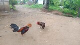 RMBB COCK FIGHTERS