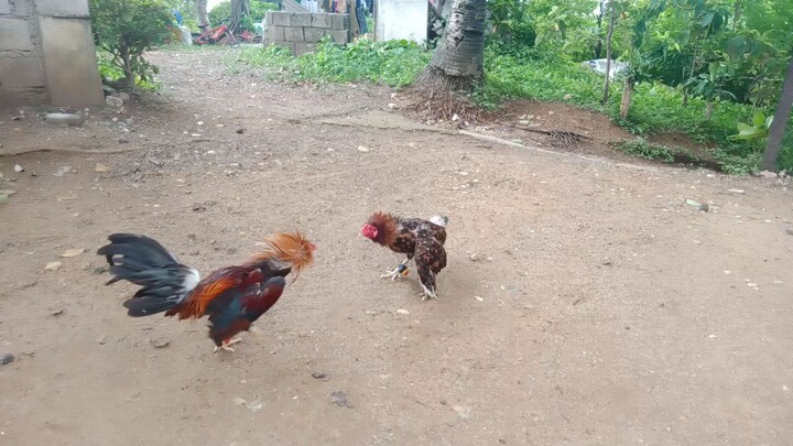 RMBB COCK FIGHTERS