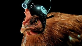 What would happen if you put a camera on a chicken's head?