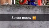 Spider meow