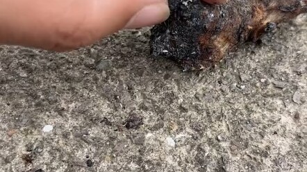 Lembut memang lembut. Cuma saat dimakan agak kelewat manis/menggemaskan.