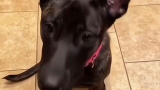 [Animal Dubbing] Shocking! Men over 25 must not...