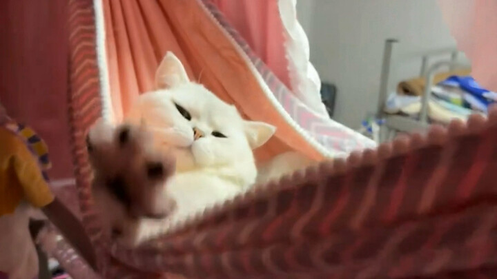 It's only this early, already going to bed? There's no cat class tomorrow anyway.
