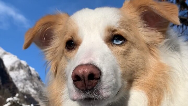 ตาสีฟ้าขอบทองไม่สามารถผสมพันธุ์ได้เหรอ?