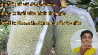Cách Ngừa Xì Mủ Mít Thái Vào Tháng Mùa Mưa - Giảm Thiệt Hại Về Kinh Tế và Mật Độ Cây Trên Vườn