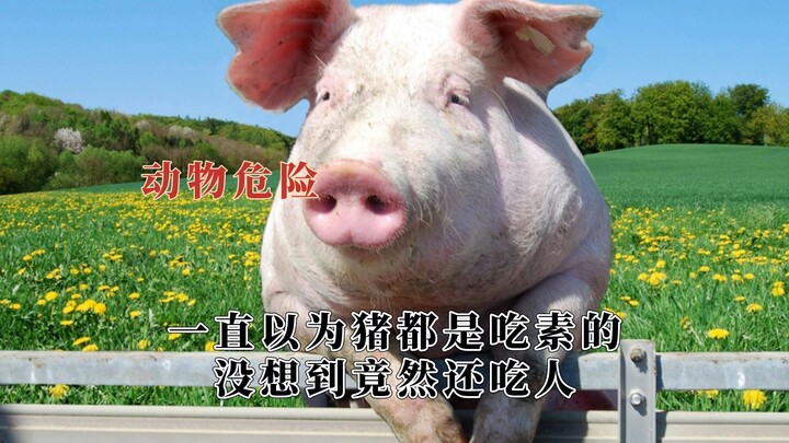 عندما تكون خارج المنزل، عليك الحذر ليس فقط من الناس، بل أيضًا من الحيوانات البرية.