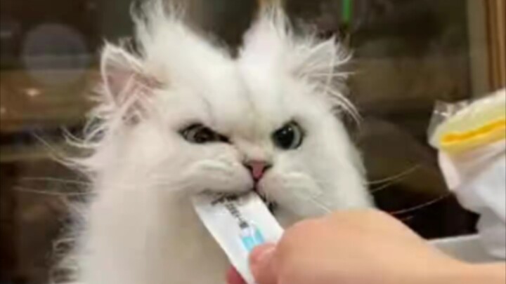 It’s not gonna go viral anyway—once it hits 1,000 likes, I’ll take the little female cat to be spaye