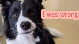 Border Collie|Dogs Compilation