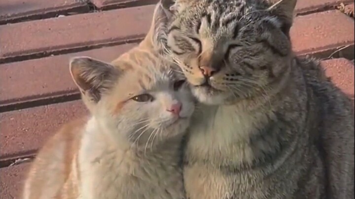 "Dunia yang Damai dan Tenang"