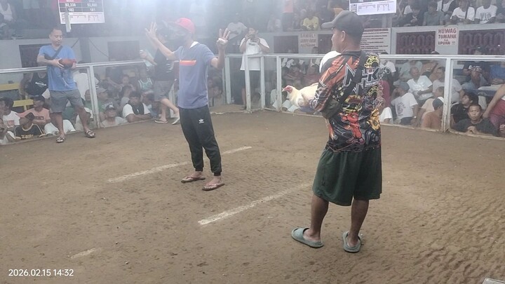 manok mr:Balala unang Laban...