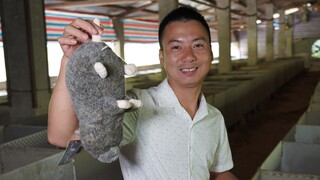 Huanong Brothers: It's been a while since I last saw a bamboo rat shed. Let's take a look and feed t