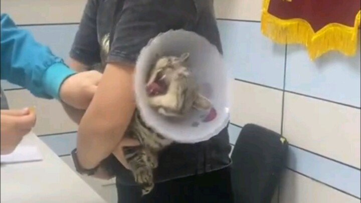 Only someone extraordinary would dare bring a calico cat out for an injection.