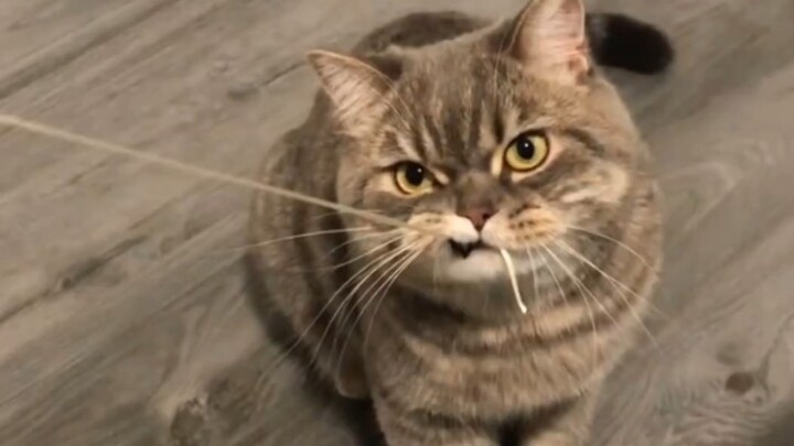 “Kucing seberat 20 jin, dengan sifat pembangkang seberat 19 jin”