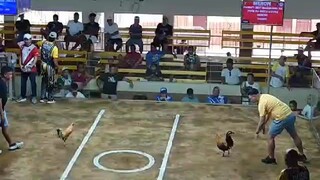 bulik babalik. 5-stag new gentri sports coliseum