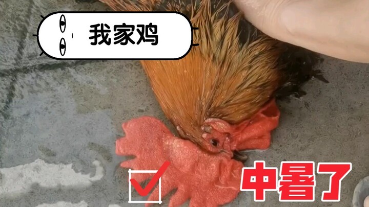 Gà nhà tôi bị say nắng rồi