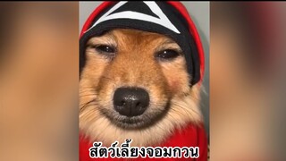 เพื่อนตัวน้อย สัตว์เลี้ยงแสนซน : สัตว์เลี้ยงจอมกวน