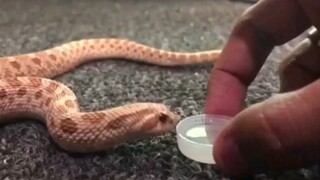 [Động vật]Điều gì sẽ xảy ra nếu bạn cho rắn mũi hếch Hognose uống nước