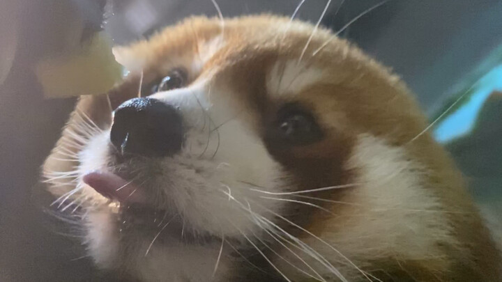 Laporan! Ada siamang kecil lagi makan di wajah saya! Dia juga nyium saya! Saya udah nggak bisa nahan