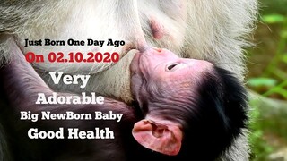 Newborn Baby Monkey Jinx Was Born One Day​ Ago, Adorable Newly Baby Jinx Look Very Good Health