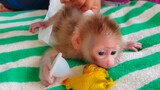 So adorable baby monkey!! Put on a new diaper & train tiny handsome Luca to play with the pacifier