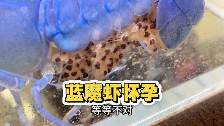 My blue phantom shrimp is pregnant.