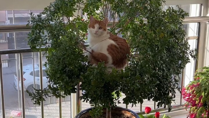 Cat: Stay out of little kitty’s business!