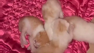 anak kucing mixdom (Persia x kampung)!!