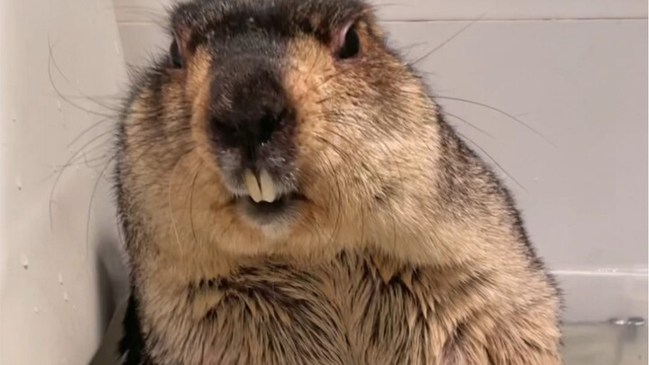 Xin lỗi mọi người, chính tôi còn thấy buồn cười!