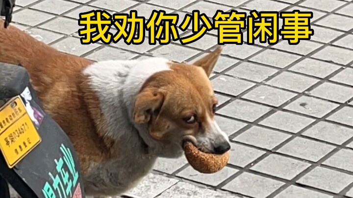 Đội chó cứu hộ thật thiếu đạo đức