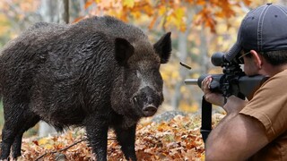 One shot, one wild boar, ultimate stress relief