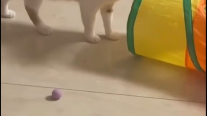 For the first time, I saw embarrassment on a cat's face.