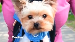 Mẹo dạy nuôi thú cưng cực hay