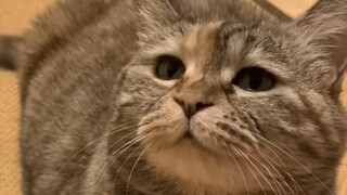 Mana makananku? Apa kamu sudah memberikannya ke kucing liar di bawah?