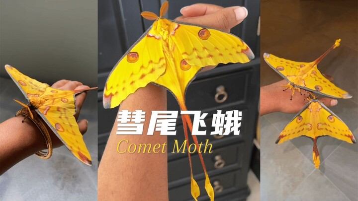 Disebut sebagai "Peri yang Berpacu dengan Waktu": Ngengat Ekor Komet